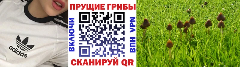 Галлюциногенные грибы Psilocybine cubensis  Черепаново 